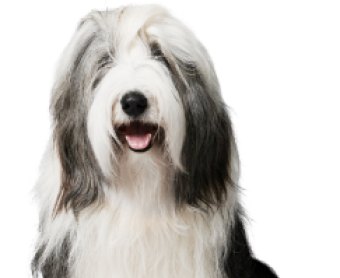 bearded_collie